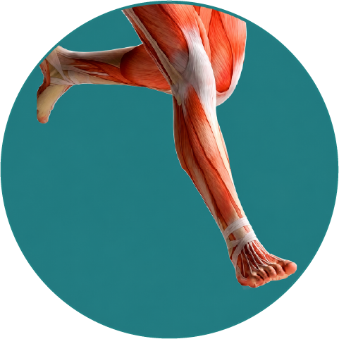 Lesiones del aparato locomotor - Ulrike Göpel - Traumatologia en Tenerife Norte y Sur